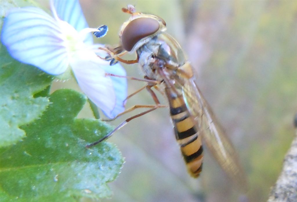 Episyrphus balteatus